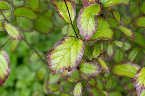 Columnar ironwood tree (Parrotia persica PERSIAN SPIRE), An den Dorfwiesen 9, Germany