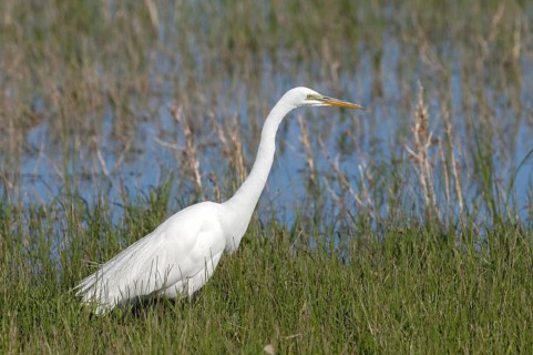 Great Egret Ardea alba Bosque del Apache National Wildlife Refuge, New Mexico, United States 27