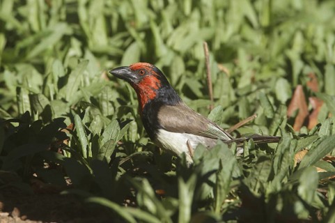 Black-collared Barbet (Lybius torquatus), Natal, South Africa