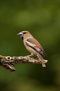 Appelvink vrouw zittend op tak, Hawfinch female sitting on branch