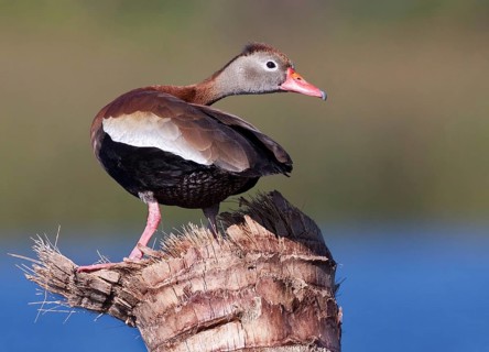 Black-bellied Whistling Duck (Dendrocygna autumnalis), Florida, USA