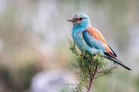 European Roller (Coracias garrulus), Danube Delta, Romania