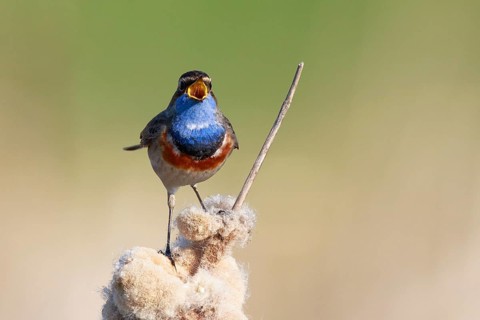 Bluethroat (Luscinia svecica cyanecula) male singing from cattail, Netherlands