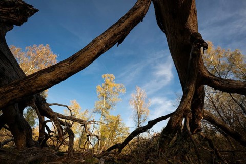 Old solitary oak tree split and broken apart by lightning, Hohenlohe, Baden-Württemberg, Germany