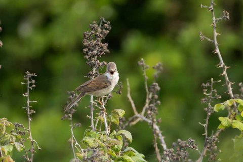 Common whitethroat (Sylvia communis) adult male bird singing in a hedgerow in spring, RSPB Minsmere