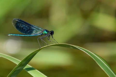 A Banded demoiselle (Calopteryx splendens) sitting on a curved leaf, iridescent wings glistening in