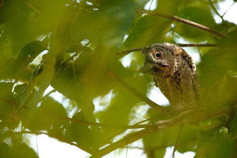 African Scops Owl (Otus senegalensis), Kruger National Park, South Africa