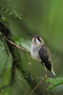 Long-tailed Hermit (Phaethornis superciliosus) perched on a branch in Costa Rica, Central America