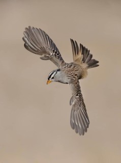 White-crowned Sparrow (Zonotrichia leucophrys) flying, California, USA