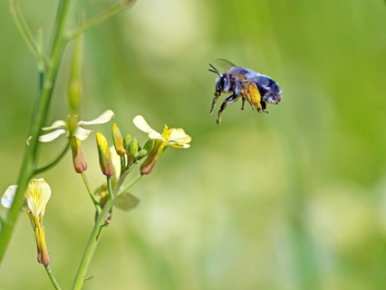 Bumblebee, (Bombus) insect, animals, insects, family of bees, flight photo, biotope, habitat,