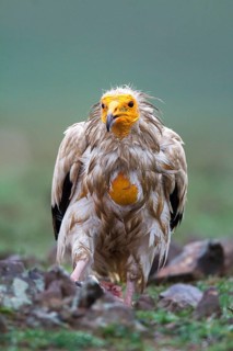 Egyptian Vulture (Neophron percnopterus), Castile-La Mancha, Spain