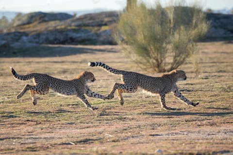 Cheetah (Acinonyx jubatus) two running synchronously next to each other, Castile-La Mancha, Spain