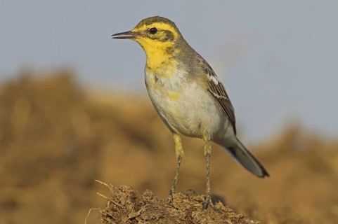Citrine Wagtail (Motacilla citreola), Lesvos, Greece