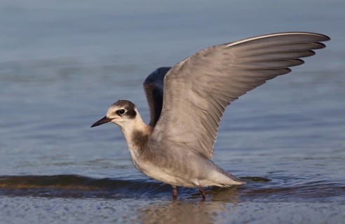 Black Tern (Chlidonias niger) flapping wings, Ohio, USA