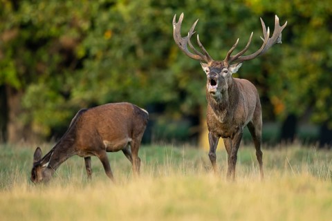 Red deer (Cervus elaphus) in rut, roaring, hunting, Klamptenborg, Copenhagen, Denmark