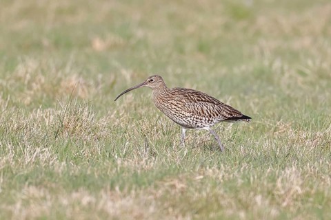 Eurasian curlew (Numenius arquata), foraging in a meadow, wildlife, animals, birds, snipe family,