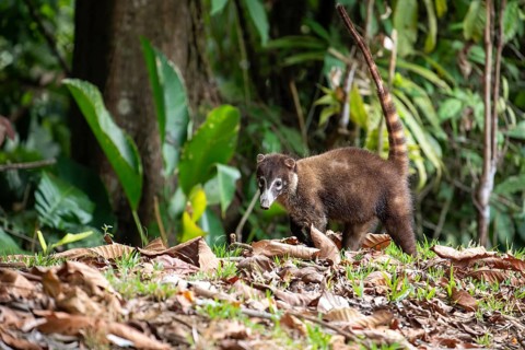 White nosed coati walking on forest ground with tail raised, natural wildlife behavior in tropical