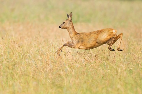 Roe deer (Capreolus capreolus), doe jumping across a meadow, wildlife, Lower Saxony, Germany
