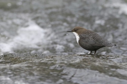 White-throated Dipper (Cinclus cinclus), Saxony, Germany