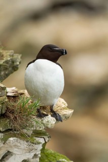 Razorbill (Alca torda) adult bird on a coastal sea cliff in summer, England, United Kingdom