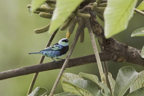 Masked Tanager (Tangara nigrocincta)