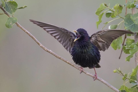 Common Starling (Sturnus vulgaris), Bulgaria