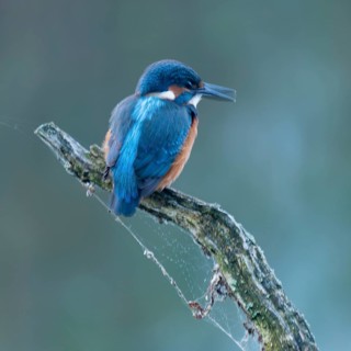 Kingfisher (Alcedo atthis) sitting on an old branch, perch and looking for prey, motion blur, long