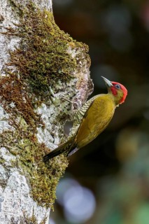 Rufous-winged Woodpecker (Piculus simplex) perched on a branch in Costa Rica