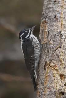 American Three-toed Woodpecker (Picoides dorsalis) female, USA