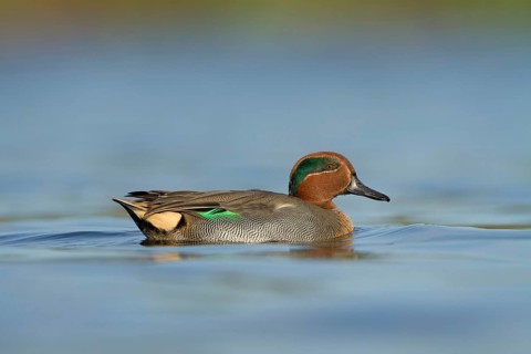 Eurasian Teal (Anas crecca) male, Utrecht, Netherlands