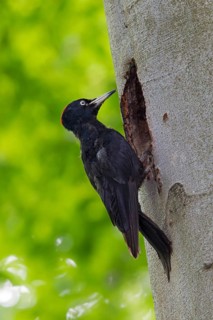 Black woodpecker, (Dryocopus martius), mTuiere, birds, woodpeckers, family of the true woodpeckers,