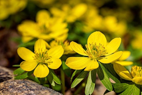 Close-up of yellow flowers with lush green in the background, radiates spring atmosphere, blooming