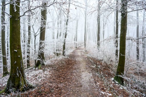 Snow-covered beech forest (Fagus sylvatica) on the Hermannsweg, Terra Vita nature park Park, Dissen