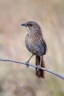 Kalkadoon Grasswren (Amytornis ballarae), Queensland, Australia