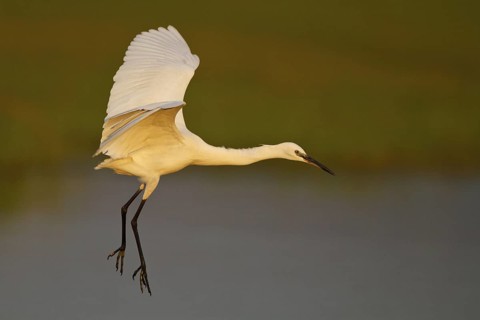 Little Egret (Egretta garzetta) flying, Greece