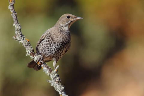 Ring Ouzel (Turdus torquatus) juvenile, Andalusia, Spain