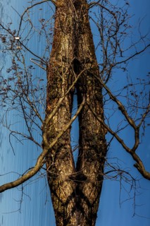 Trees are reflected in Schlachtensee, Zehlendorf, Berlin, Germany