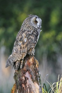 Long eared owl (Asio otus) perched on tree stump at forest's edge, England, UK
