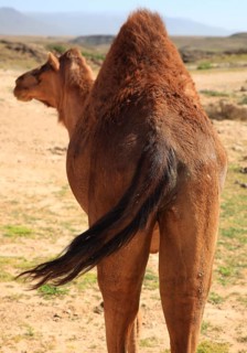 Camels, Oman