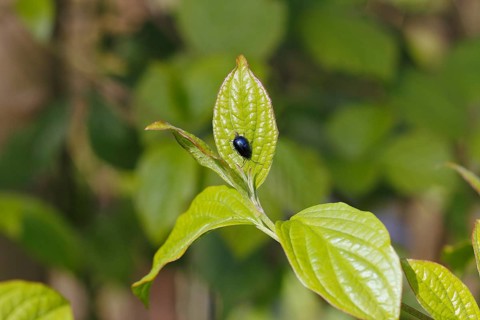 Agelastica alni (Agelastica alni), on leaf, North Rhine-Westphalia, Germany