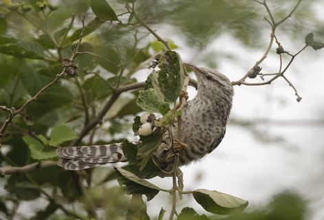 Fasciated Wren (Campylorhynchus fasciatus), Manabi, Ecuador