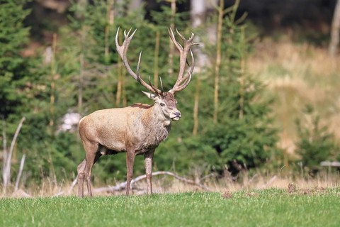 Red deer (Cervus elaphus) during the rutting season, capital stag in a forest clearing, wildlife,