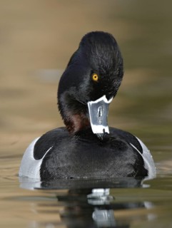 Ring-necked Duck (Aythya collaris) male, Texas, USA