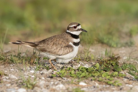 Killdeer (Charadrius vociferus), Texas, USA