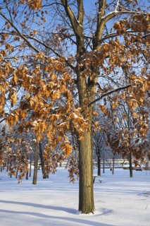 Quercus, Oak tree and branches with golden brown leaves covered with snow in early morning light in