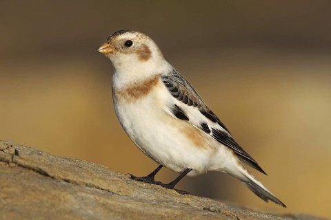 Snow Bunting (Plectrophenax nivalis), Cabo Carvoeiro, Portugal