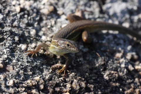 Large Psammodromus algirus (Psammodromus algirus) in Los Barruecos, Extremadura, Spain