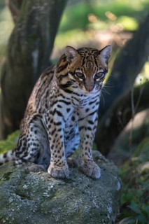 One female Ocelot, Leopardus pardalis, sitting on a rock with dry and green vegetation in the