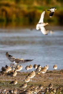 Eurasian Curlew, Numenius arquata, birds on marshes