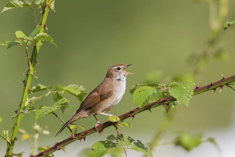 Cetti's Warbler (Cettia cetti) singing, Cyprus